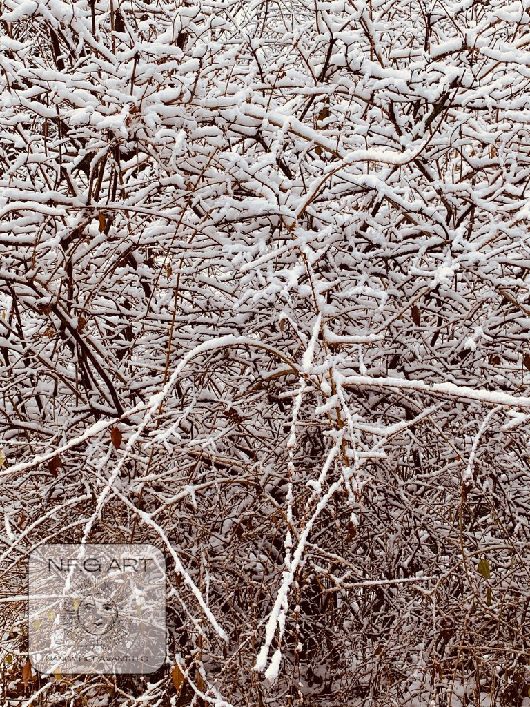 35. White Dense Nature NY