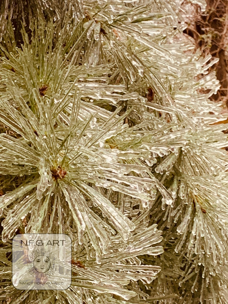 31. Pine Ice NY